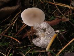 Strobilurus esculentus