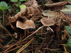 Strobilurus esculentus