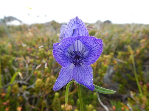 Larkspurleaf Monkshood