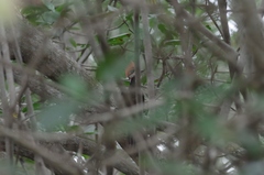 Campephilus gayaquilensis