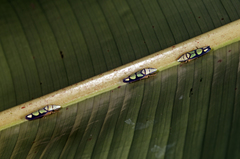 Platygonia spatulata