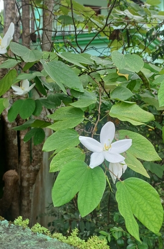 Bauhinia acuminata, photograph 6