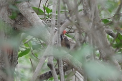 Campephilus gayaquilensis