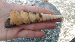 Turritella