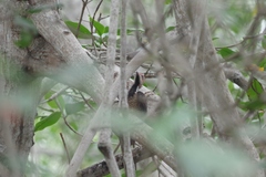 Campephilus gayaquilensis
