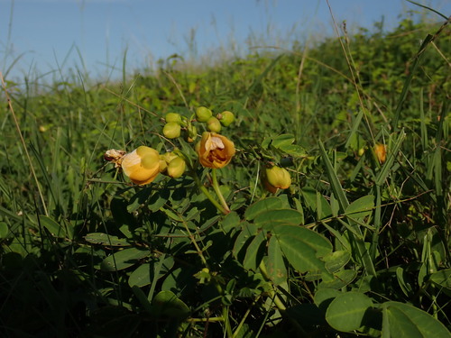 Algarrobilla (Senna sophera)