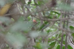 Campephilus gayaquilensis