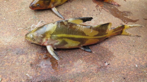 Harlequin catfish (Bagroides melapterus) — Bagridae — 4