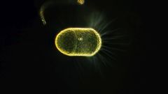 Corethron hystrix