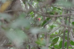 Campephilus gayaquilensis