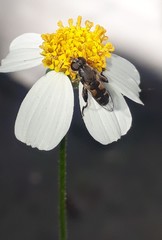 Syritta pipiens
