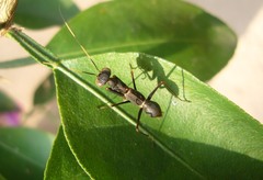 Hapalopezella maculata