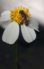 Syritta pipiens