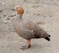 Chloephaga rubidiceps