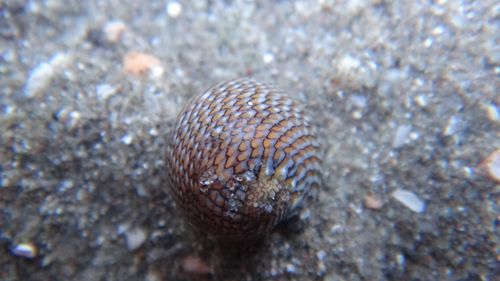 Vitta luteofasciata