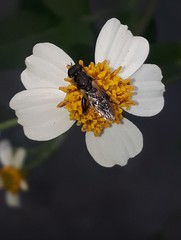 Syritta pipiens
