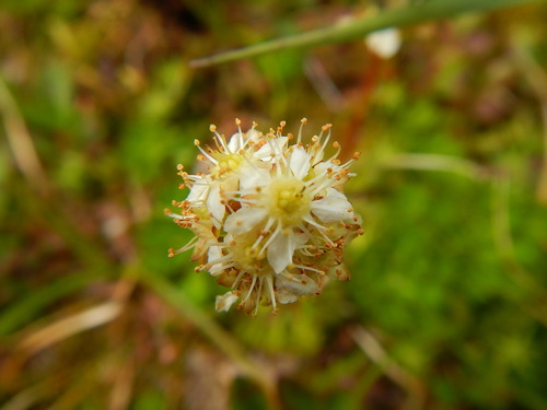Partridgefoot