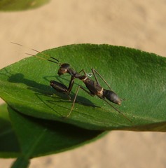 Hapalopezella maculata