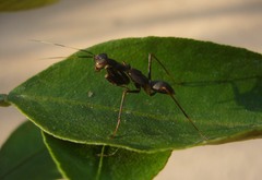 Hapalopezella maculata