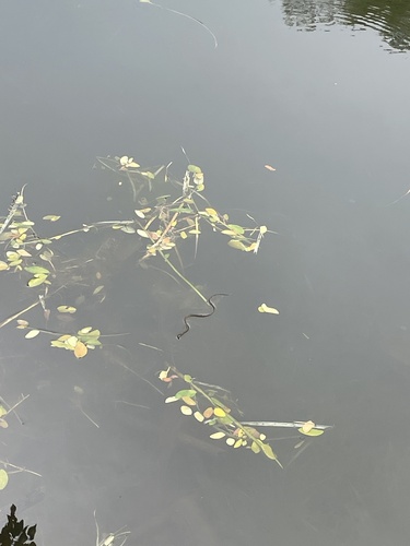 Common Tree Snake sighting