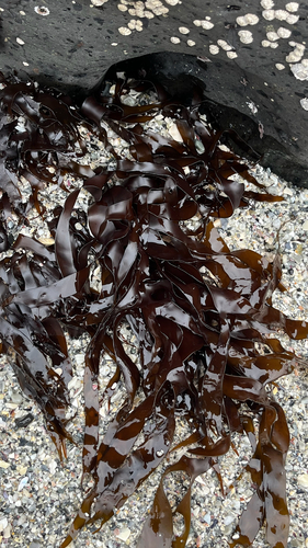 Pachymenia lusoria, 2025-08-12