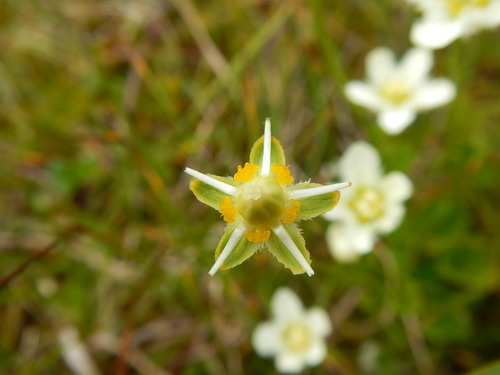 Fringed Grass of Parnassus