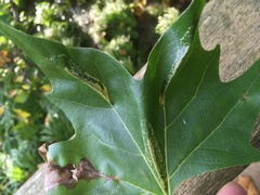 Phyllonorycter platani