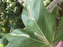Phyllonorycter platani