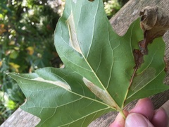 Phyllonorycter platani