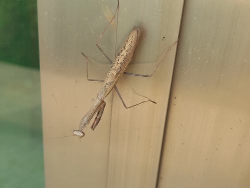 Asian Jumping Mantis