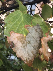 Xylella fastidiosa