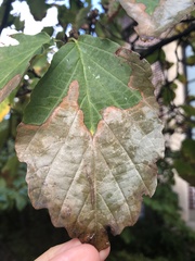 Xylella fastidiosa