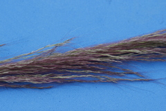 Muhlenbergia rigida
