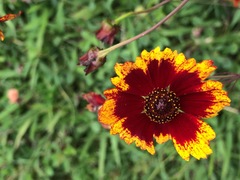 Coreopsis tinctoria tinctoria