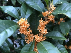 Osmanthus fragrans aurantiacus