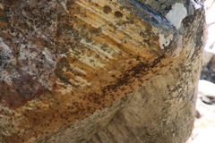Athericidae
