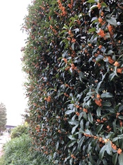 Osmanthus fragrans aurantiacus