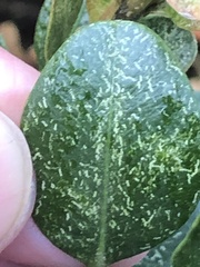 Eurytetranychus buxi