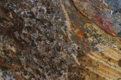 Athericidae