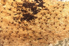 Athericidae