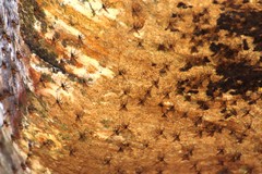 Athericidae