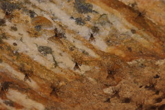 Athericidae