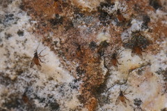 Athericidae