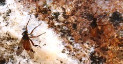 Athericidae