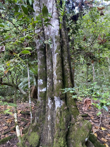 Macaranga thompsonii observed 2025-08-12