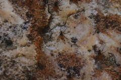Athericidae