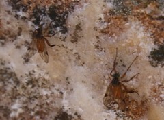 Athericidae