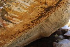 Athericidae
