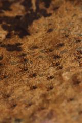 Athericidae