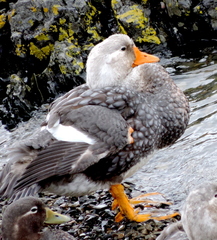 Tachyeres brachypterus